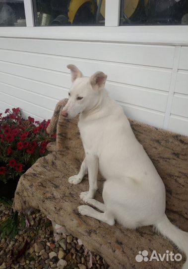 Отдам в добрые руки