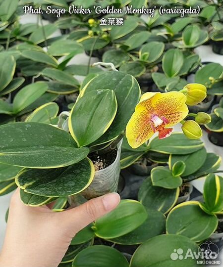 Орхидея Phal. Sogo Vieker 'Golden Monkey'