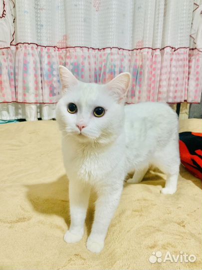 Британский кот