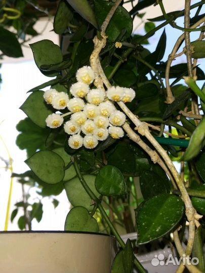 Хойя на срез