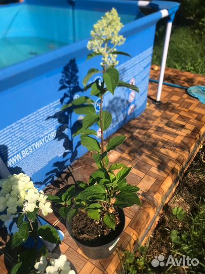 Гортензия метельчатая в горшках 3л