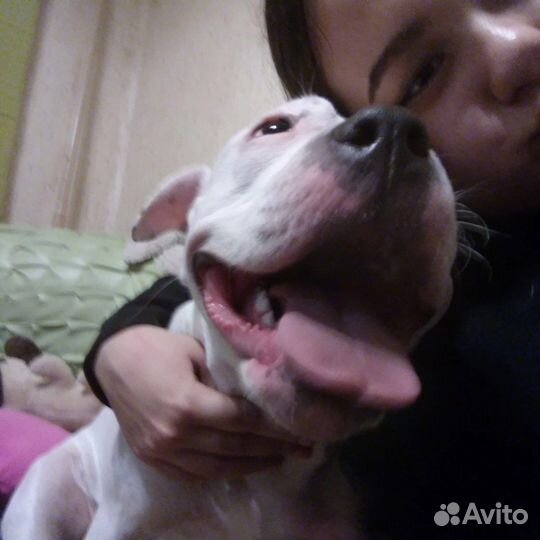 Передержка животных