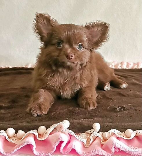 Чихуахуа, шоколадная красотка