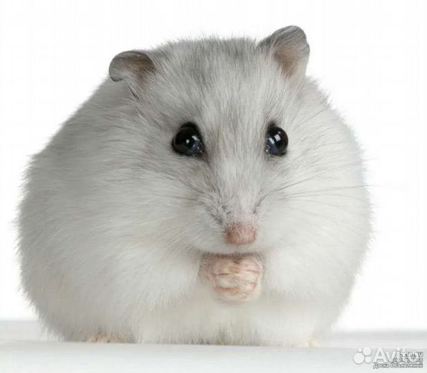 Хомячки ручные