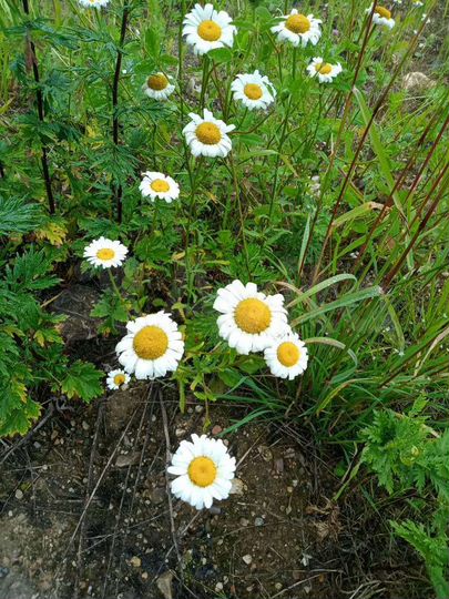 Участок 10,4 сот. (ИЖС)