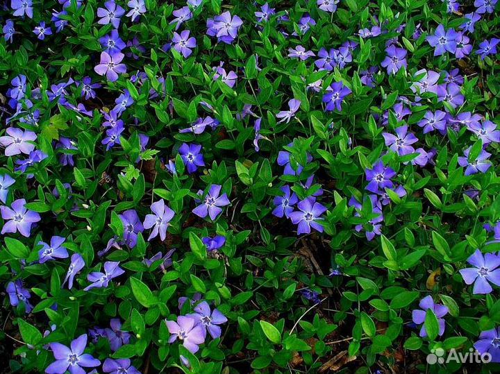 Барвинок малый