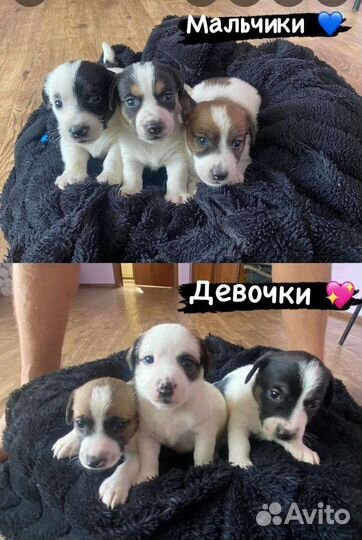 Щенки джек рассел терьер
