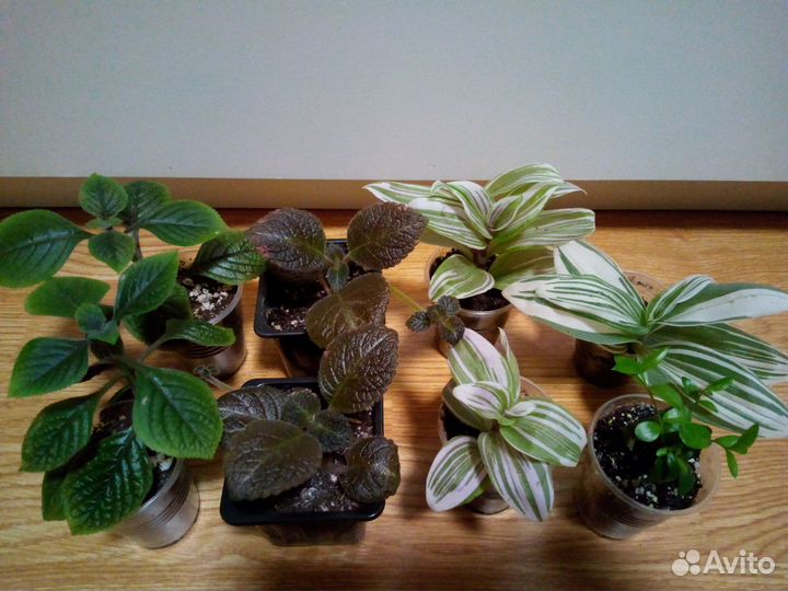 Разные комнатные растения