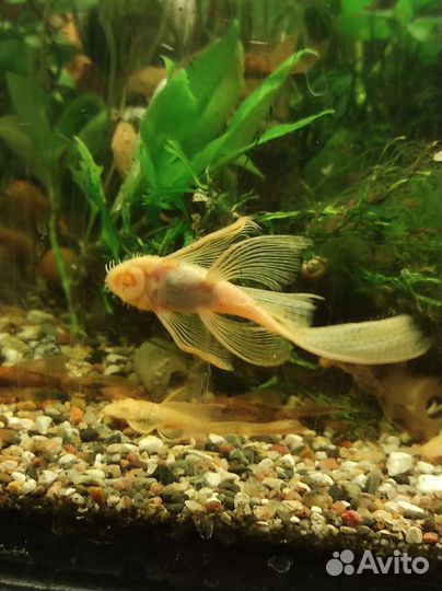 Вуалевые анциструсы