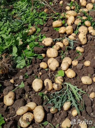 Картофель ранний урожай 2023