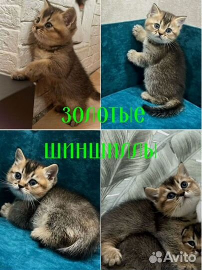 Фиона. Феликс. Феррари