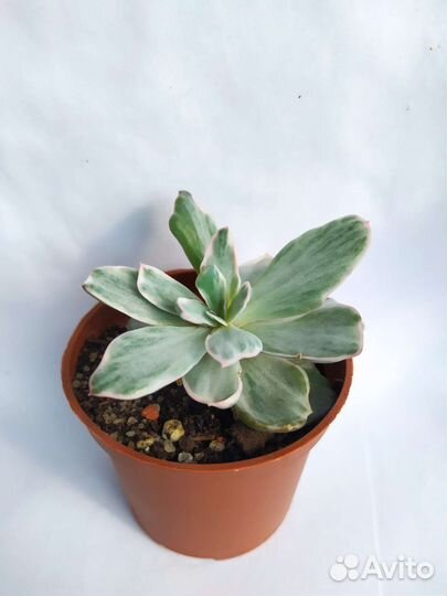 Суккуленты: Эхеверии вариегатные коллекционные