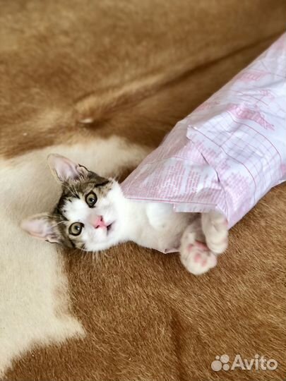 Супер кот хищник