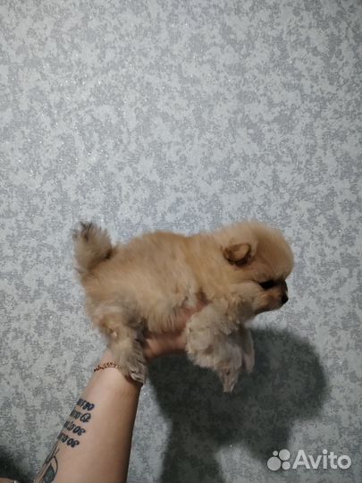 Щенки шпица