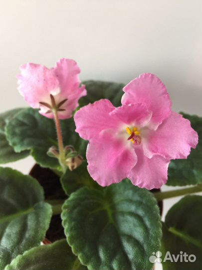 Цветущие фиалки