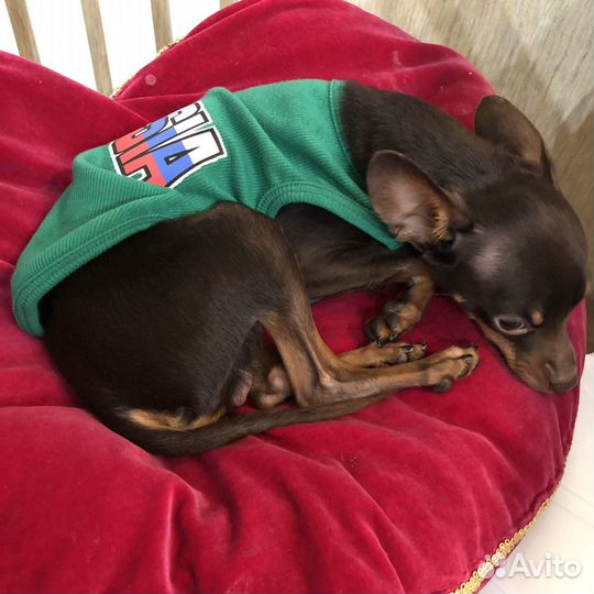 Той терьер вязка