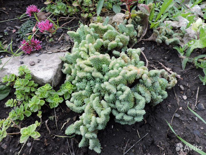 Почвопокровники