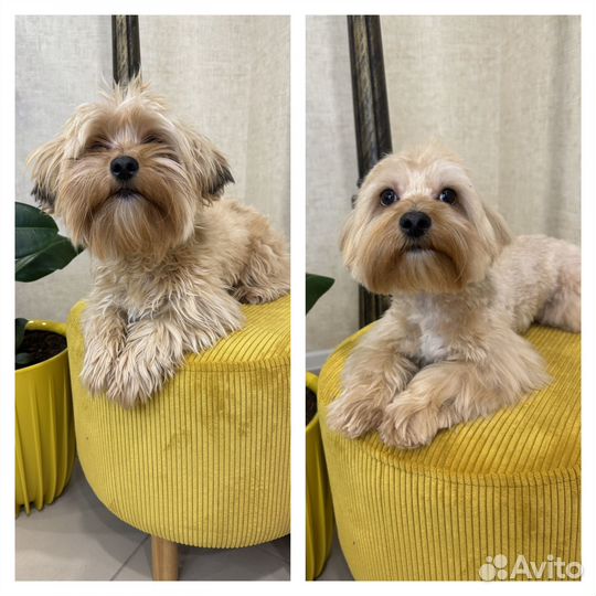 Груминг, стрижка собак