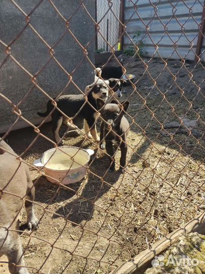 Собака в добрые руки отдам бесплатно