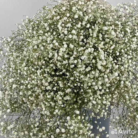 Гипсофила оптом