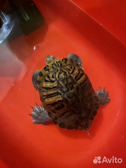 Красноухая черепаха