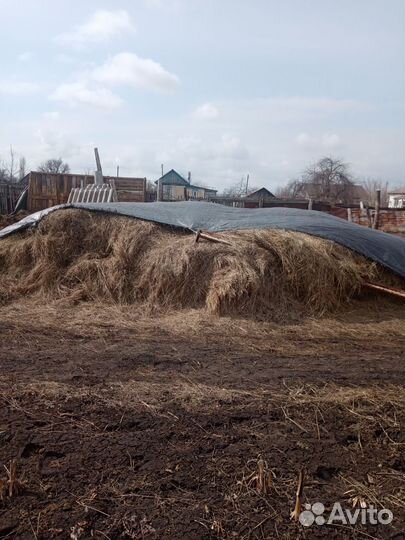 Продам сено