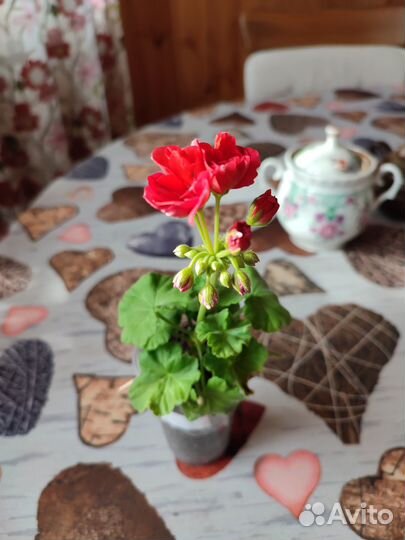 Цветущая сортовая герань