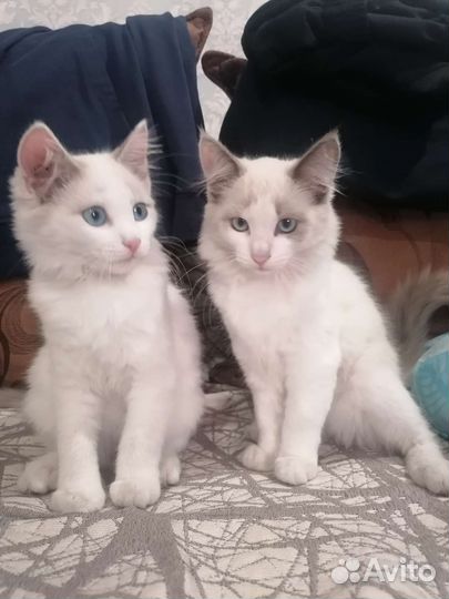 Отдам бесплатно