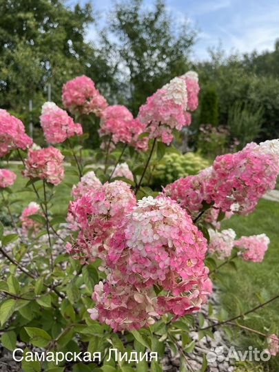 Саженцы гортензии Самарская Лидия