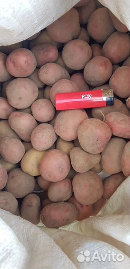 Картофель домашний