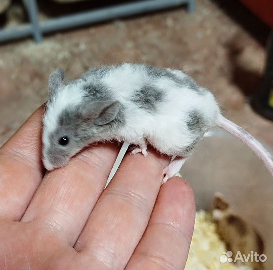 Декоративные мыши