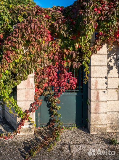 Девичий виноград