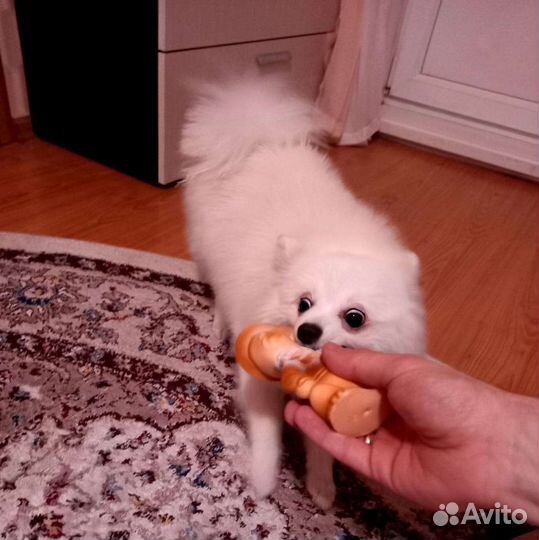 Шпиц вязка