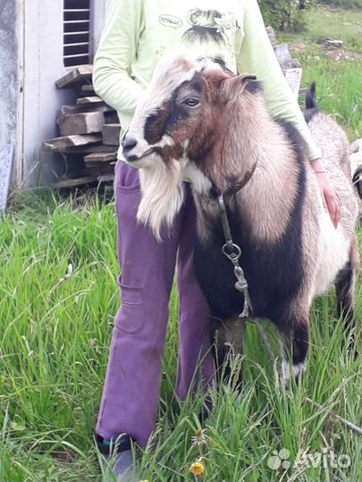 Козы, козлята.,козел,огул коз