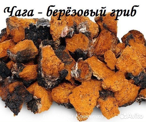 Чага березовая