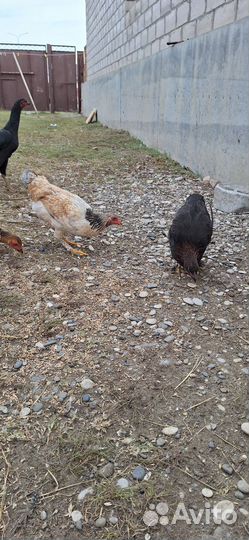 Куры петухи