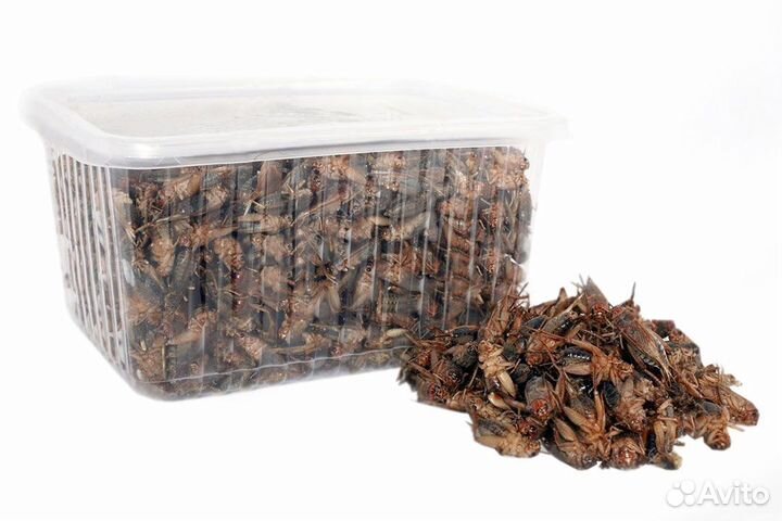 Мотыль замороженный