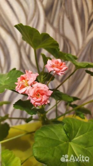 Герани и пеларгонии (сорт античная роза)