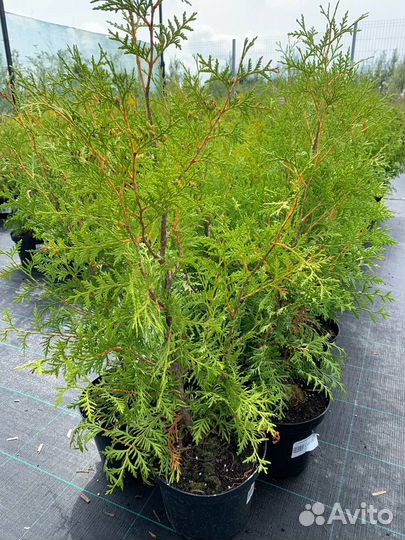 Туя брабант даника