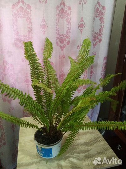 Папоротник-Нефролепис