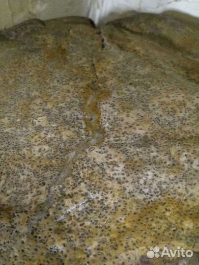 Окаменевший фрагмент ствола папоротника Tempskya