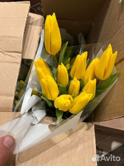 Тюльпаны к 8 марта розница