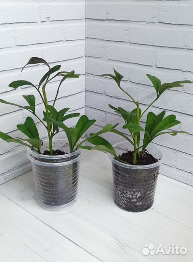 Шеффлера Emarginata