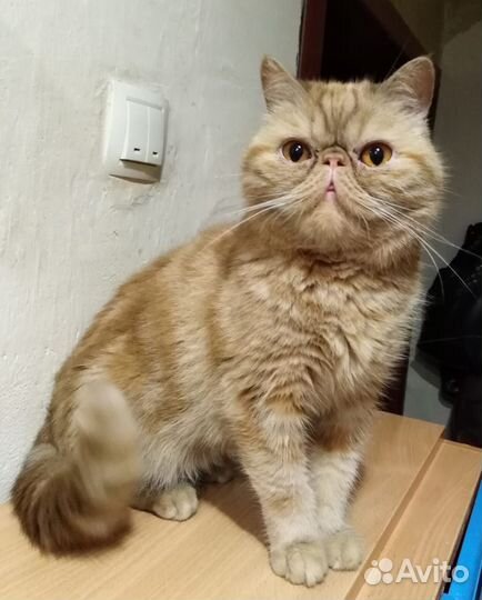 Рыжие и кремовые детки