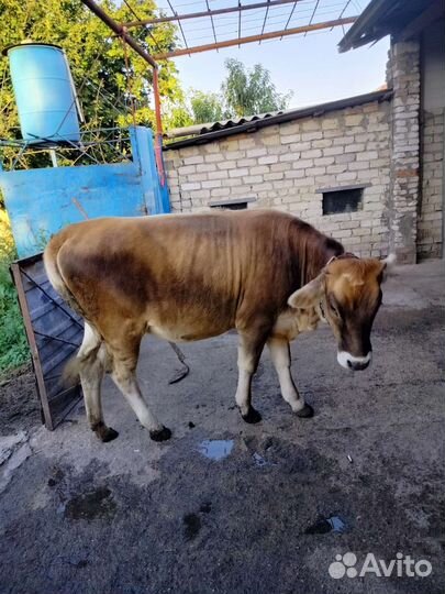 Корова дойная