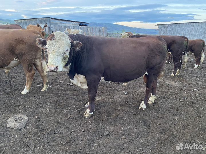 Бычки герефорды на племя