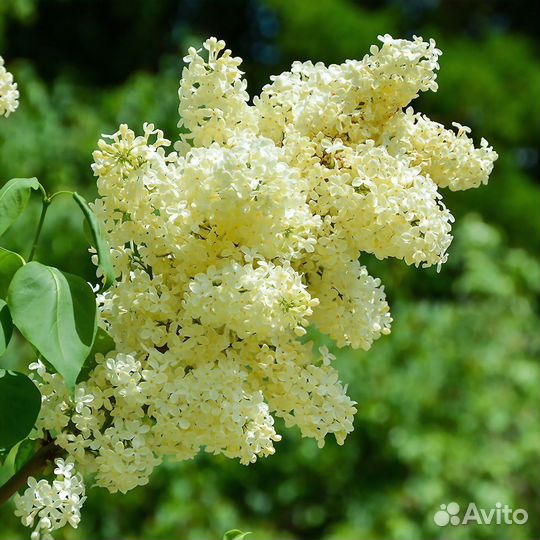 Сирень Примроуз-Primrose