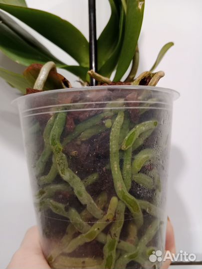 Орхидея фаленопсис