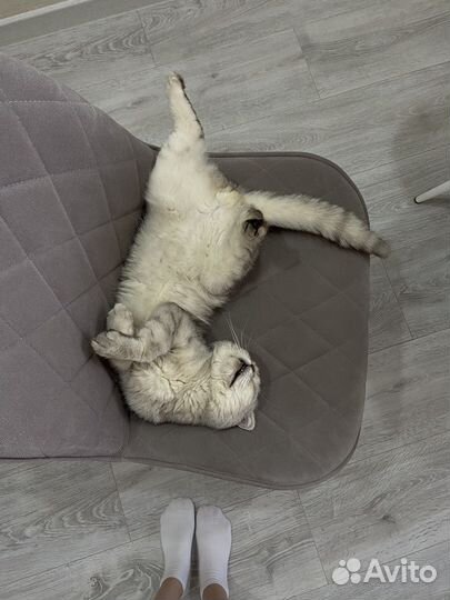 Кот шотландский, вислоухий