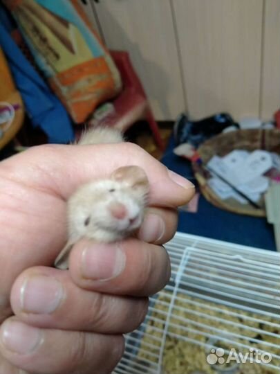 Крысята дамбо